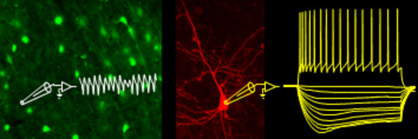 Interactive Crash-Course "Electrophysiology"