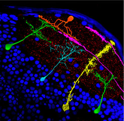 Semi-schematic illustration of the anatomy of the larval zebrafish tectum. The tectum is composed of a neuropil area (red punctae) and a cell body layer (blue nuclei). Axons of retinal ganglion cells (magenta, two shown) enter the superficial layers of the neuropil, where they form synapses with superficial interneurons (orange) and a subset of periventricular neurons (green, several subtypes). Retinal axons are planar, side views are shown. Other periventricular neurons (e.g., the blue type) are local interneurons or projection neurons. Radial glia (yellow) span the entire depth of the tectum. The tectum of a larval fish (7 days post-fertilization) is about 200 μm from rostal to caudal.
